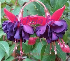  Tina's Teardrops 149