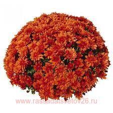   Bransound DARK ORANGE 17