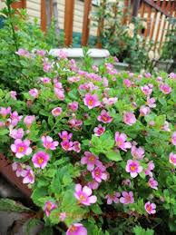  Gulliver Pink Heart 6