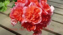 ���������� �� ������