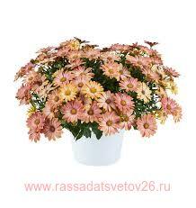  Osticade Daybreak 100