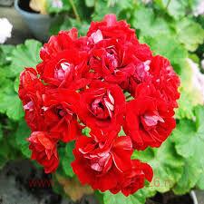 ���������� ���������� Bornholm 0