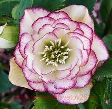  (Helleborus) Double White Purple Edge 21