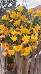   BELLECONIA Citrus 18