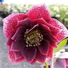  (Helleborus) Double Red Spotted 23