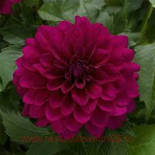 	DALAYA MAXI PURPLE 15