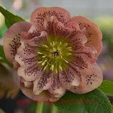  Double Apricot spot 24