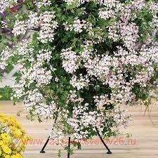 ���������� ������������ Ville de Dresden 228