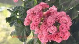 ���������� ����� ������ ����