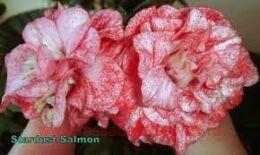  Fist strdust slmn 63