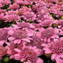  margarita double pink 31