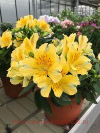  INTICANCHA HAVANA 13