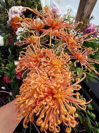 ���������� ����� ��� (Coral Reef) 45