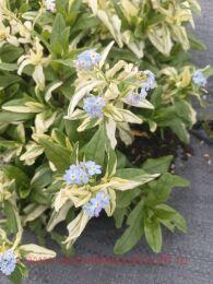 ��������� �������� 'Variegatus'