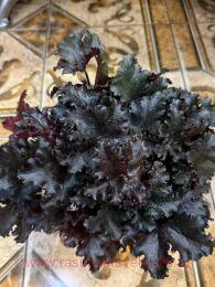 ������� Rockies Black (����� ����) 226