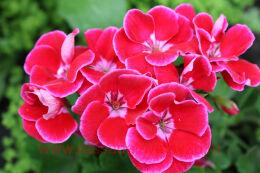   Toscana Castello Rose Eye 2