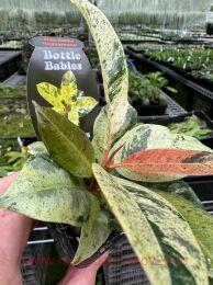 ����� Ficus Elastica Shivereana 26