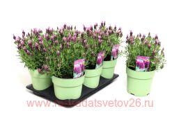  FANTASI Early Pink 4