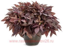  Sweet Caroline Red Hawk 23