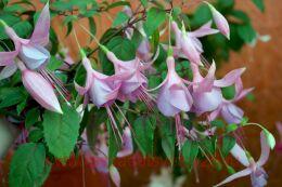  Patricia Mountbatten 25