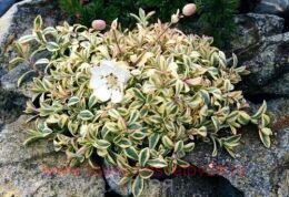 �������� Druett's variegated