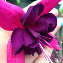  Angelika Fuhrmann 38