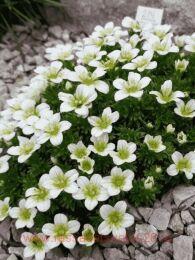 ���������� ������� Saxony White 21