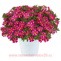  COLIBRI Pink Bling 71