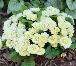 ������� �������� Jack the Lad 65