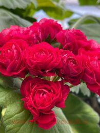 ���������� ��-�������� ������