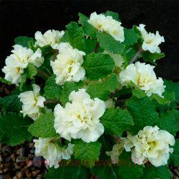 ������� ������������ Dentelle 56