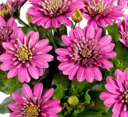  Dalina Double Francisco 52