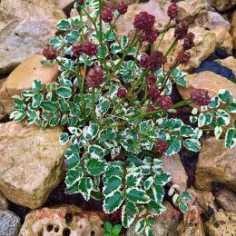 ����������� ������������� Little Angel (��������� �����) 7