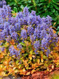  Feathered Friends Fancy Finch 18