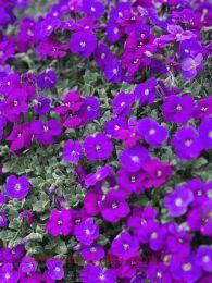 ������� �������� Hendersonii Lilac 8