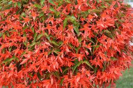   Beauvilia DARK SALMON(P) 75