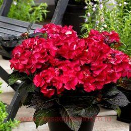 ��������� ������������� Teller Dark Angel 168