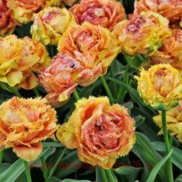  Vaya con Dios 10 (2 )