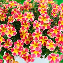  colibri abstract guava 15