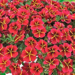  COLIBRI Exotic Red Bling 70