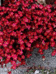 ���������� ������� Saxony Red 18