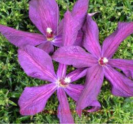  Kosmiczeskaja Melodija 38