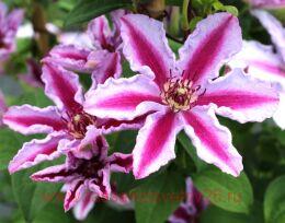 �������� Tudor 58