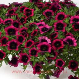 ���������� CALILOCO DRACULA 4