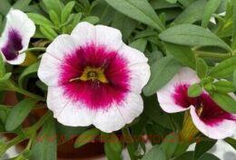   MINIFAMOUS NEO PANNA COTTA 11