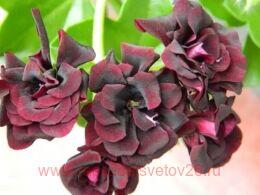   Royal Black Rose 16