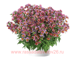  honey Nesia BANANA SWIRL 11