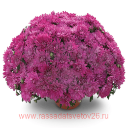 ���������� Precocita Lavande 21