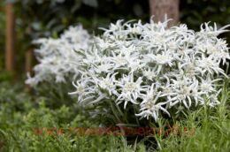 ��������� Leontopodium) Blossom of Snow