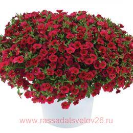 ���������� Lia Dark Red 27